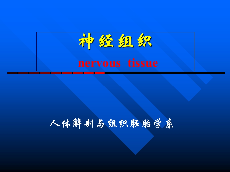 组织学与胚胎学第7章神经组织(上).ppt_第1页