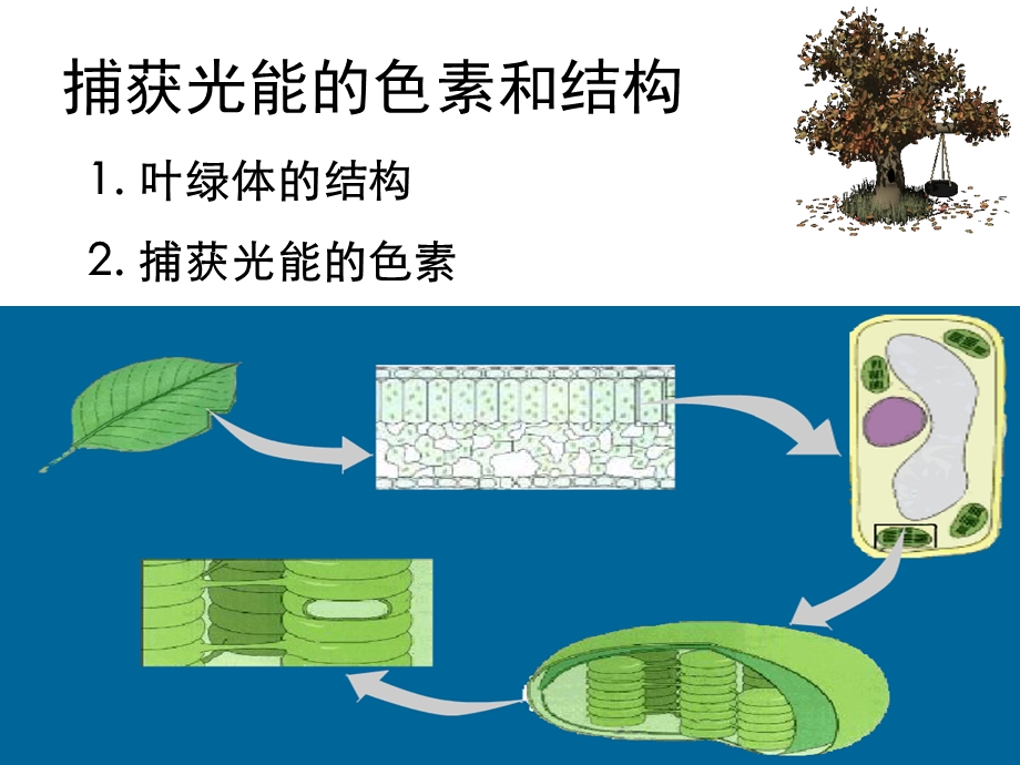 光合作用.ppt_第1页