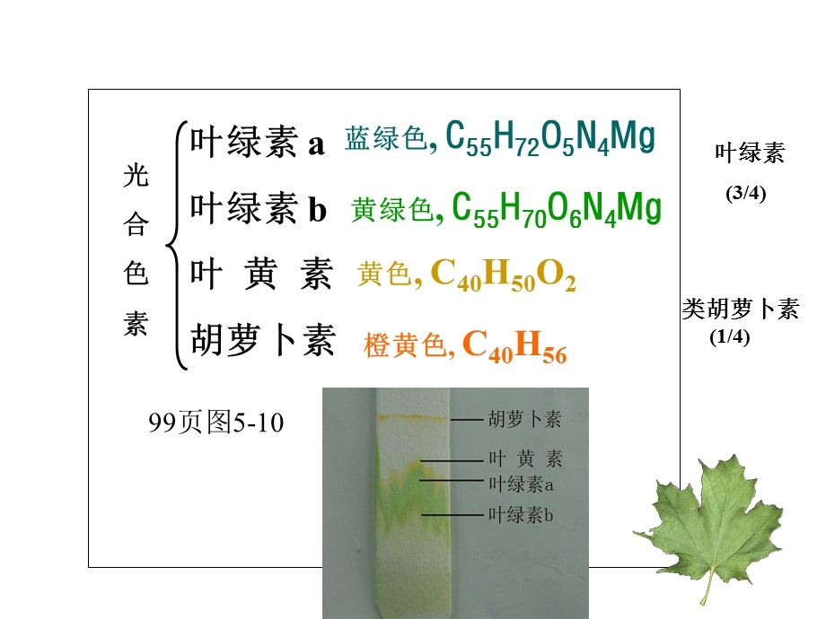 光合作用.ppt_第2页