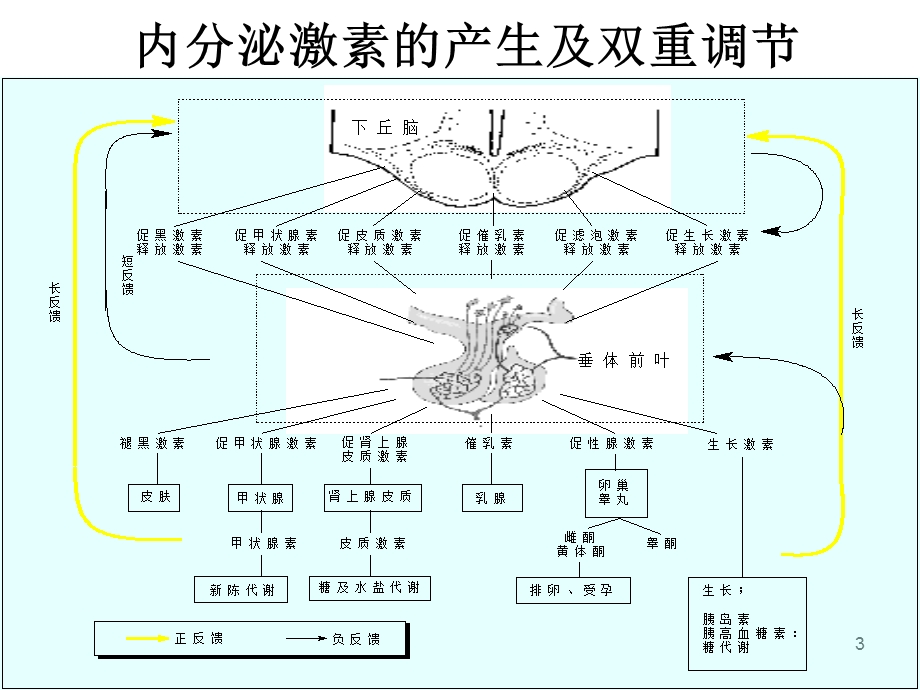 甾体激素的介绍.ppt_第3页