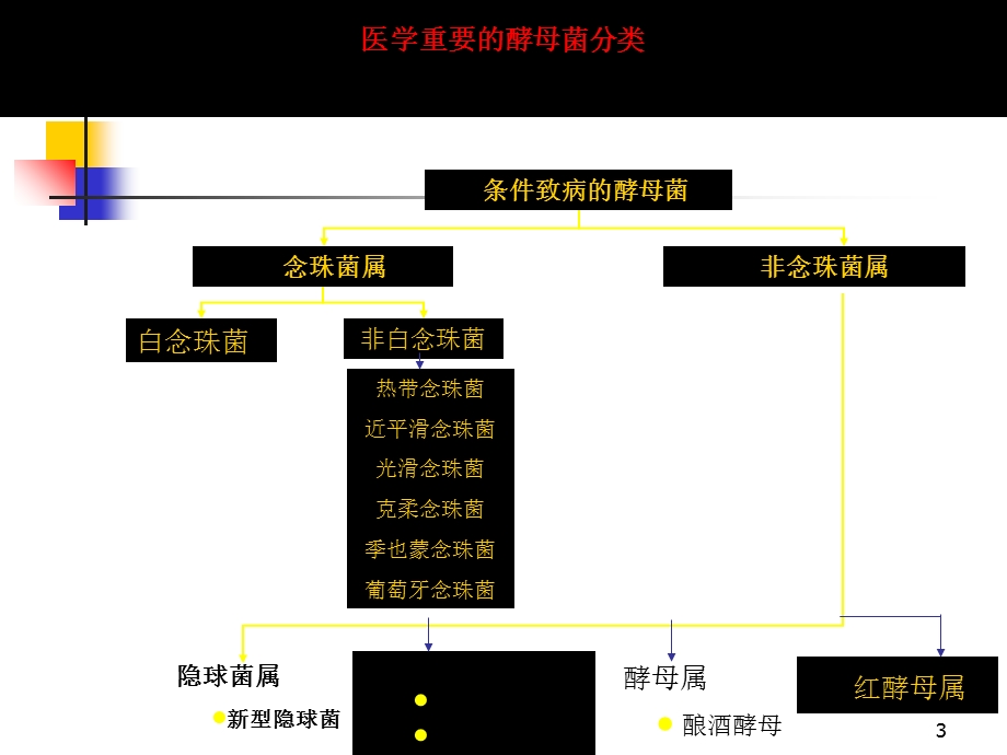 真菌的实验诊断.ppt_第3页