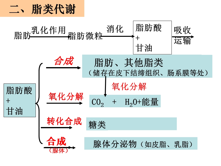 生物体内营养物质的转变.ppt_第2页