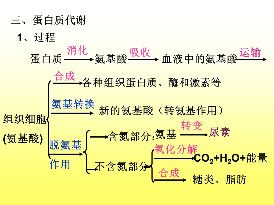 生物体内营养物质的转变.ppt_第3页