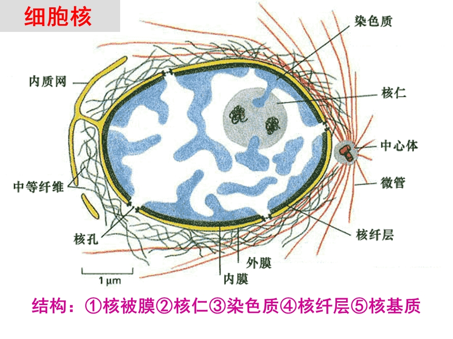 细胞核与染色体第九章核糖体生物奥赛.ppt_第3页