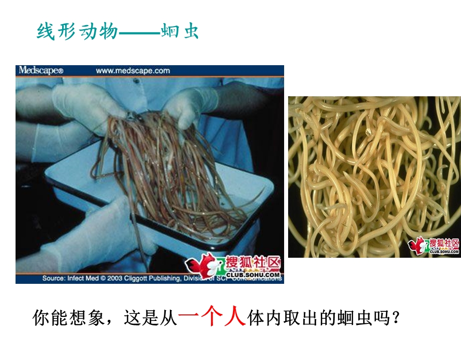 3线形动物、环节动物、软体动物2.ppt_第2页