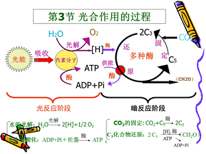 第三章植物的光合作用2.ppt