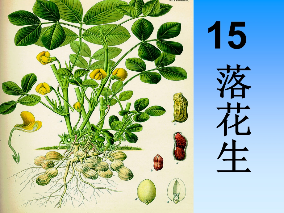 落花生(上课用)讲解.ppt_第2页