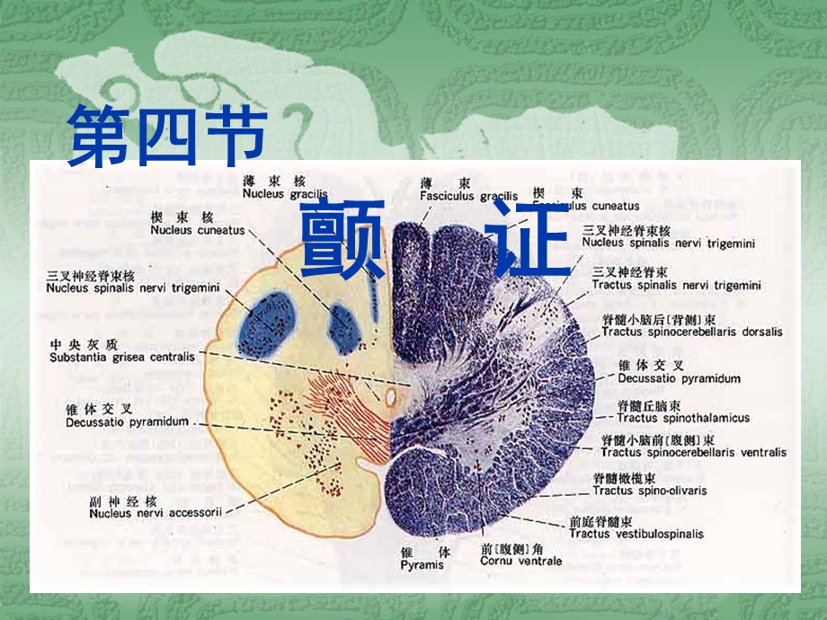 第四节颤证.ppt_第1页