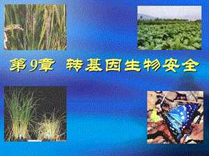 转基因生物安全.ppt