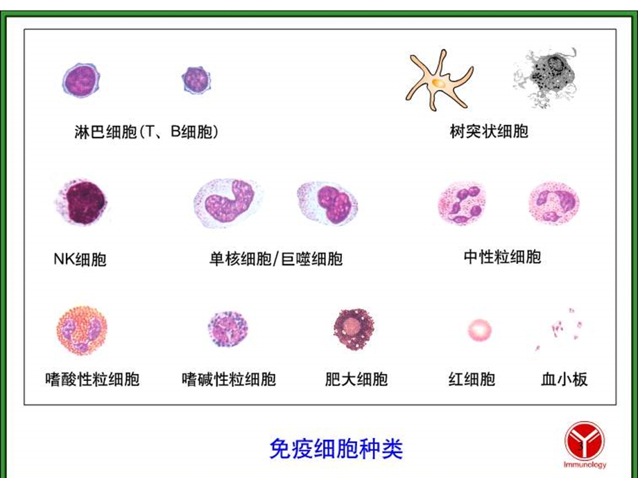 疫2015课件B细胞.ppt_第3页