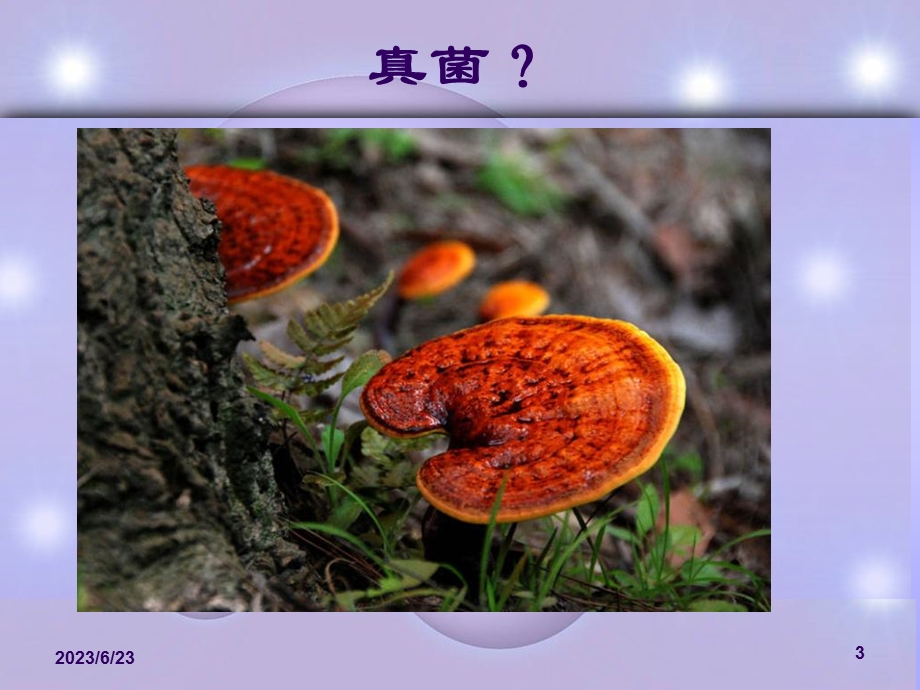 真菌感染性皮肤病.ppt_第3页