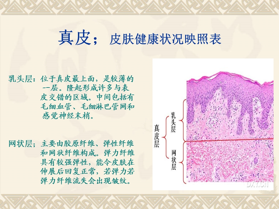 皮肤结构解析ppt.ppt_第3页