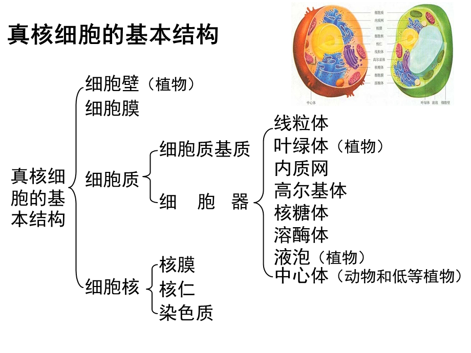 细胞器的结构和功能课件.ppt_第2页