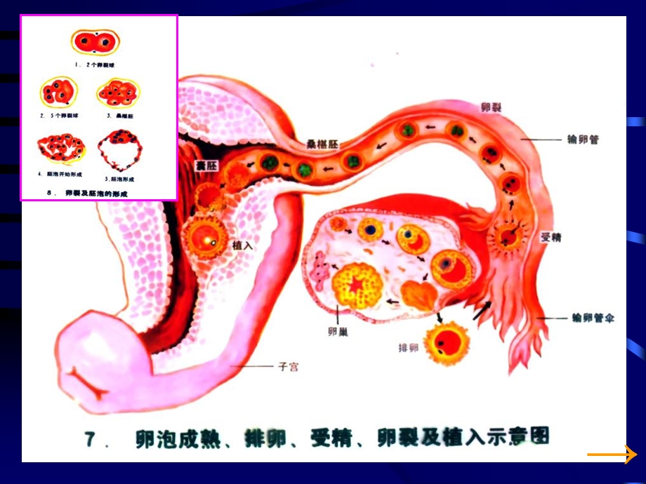 胚胎学总论讲义之.ppt_第2页