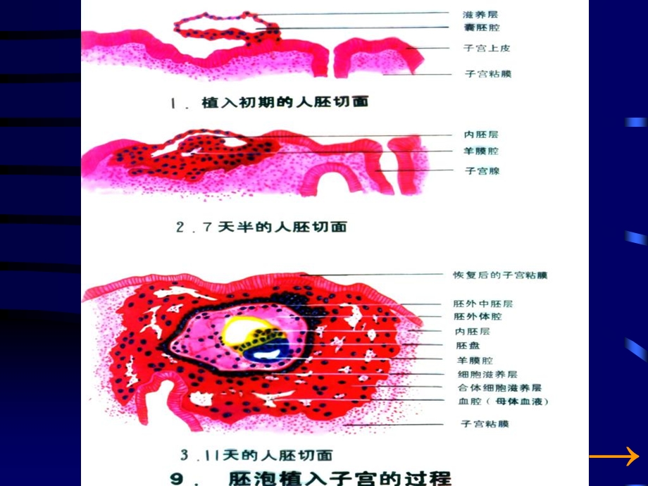 胚胎学总论讲义之.ppt_第3页