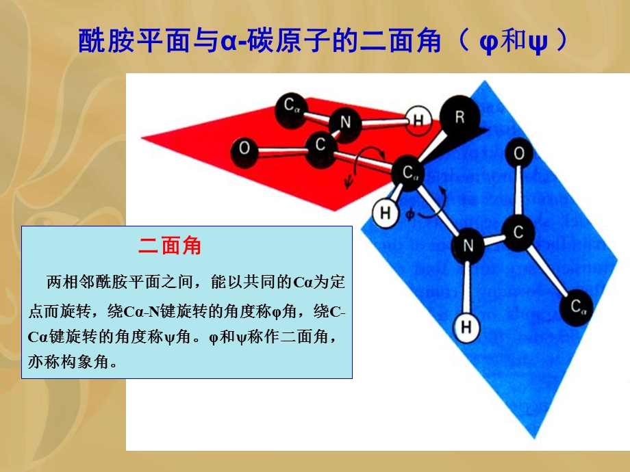 生物化学合工大第二章蛋白质化学.ppt_第2页