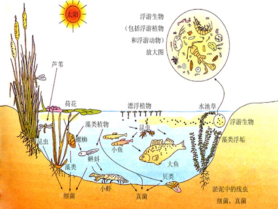 群落的结构上课用.ppt_第1页