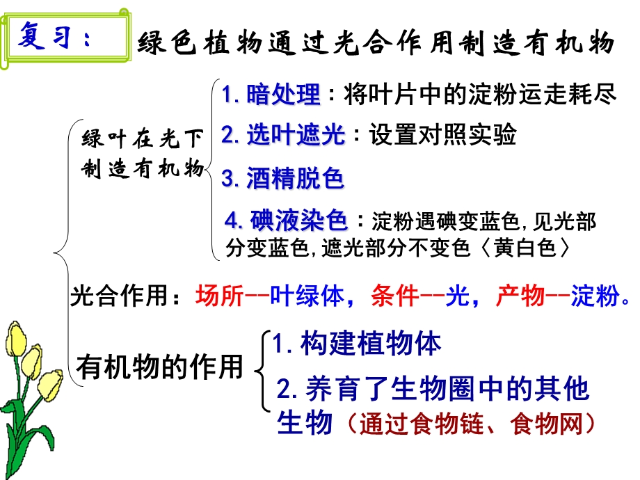 植物利用二氧化碳释放氧气.ppt_第1页