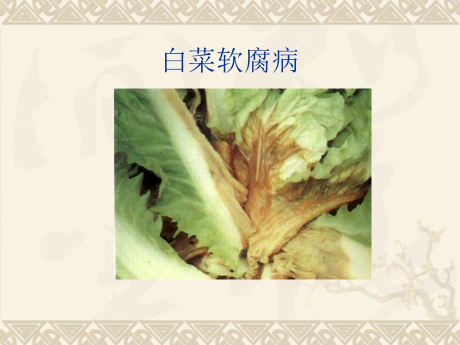 植物病害的概念.ppt_第2页