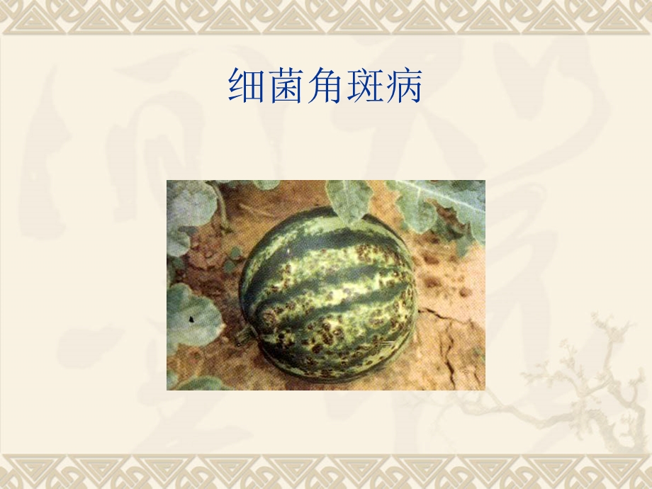 植物病害的概念.ppt_第3页