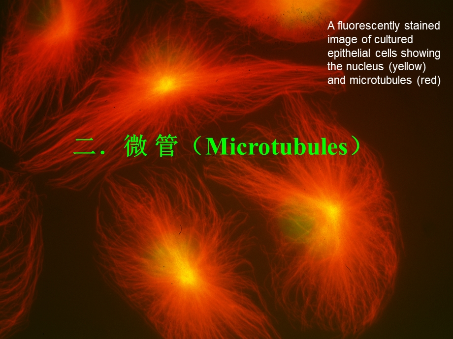 细胞生物学-微管微丝.ppt_第1页