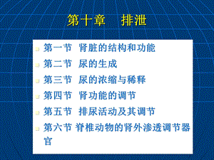 肾脏的结构功能.ppt