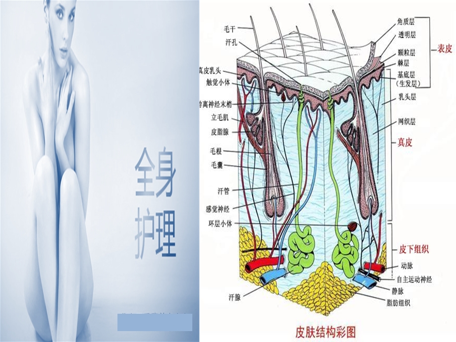 皮肤解剖学培训课件.ppt_第3页