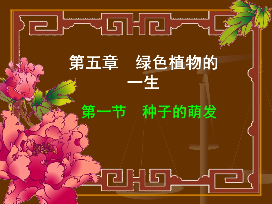 种子的结构(正式版).ppt_第1页