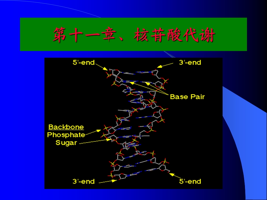 生物化学-核酸分解代谢.ppt_第2页