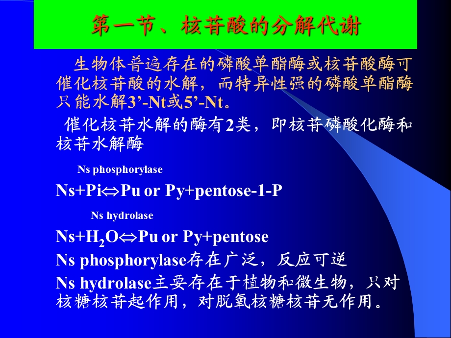 生物化学-核酸分解代谢.ppt_第3页