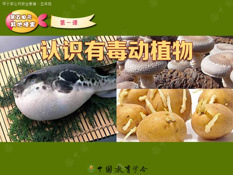 认识有毒的植物.ppt_第1页