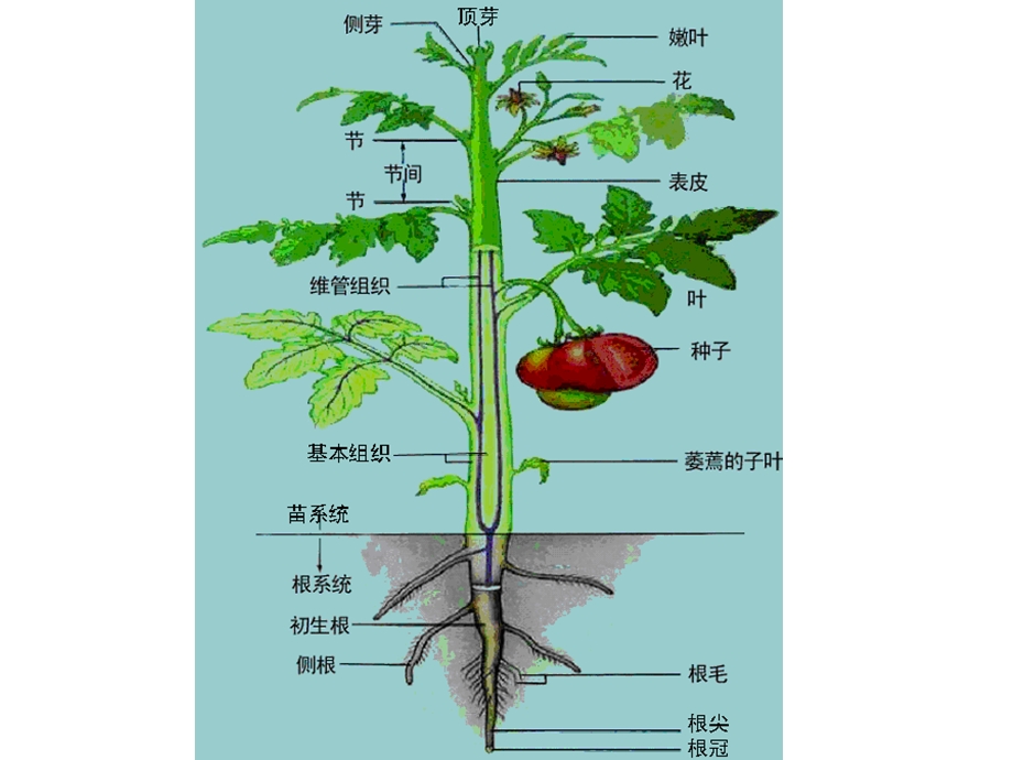 植物的结构与功能 .ppt_第2页