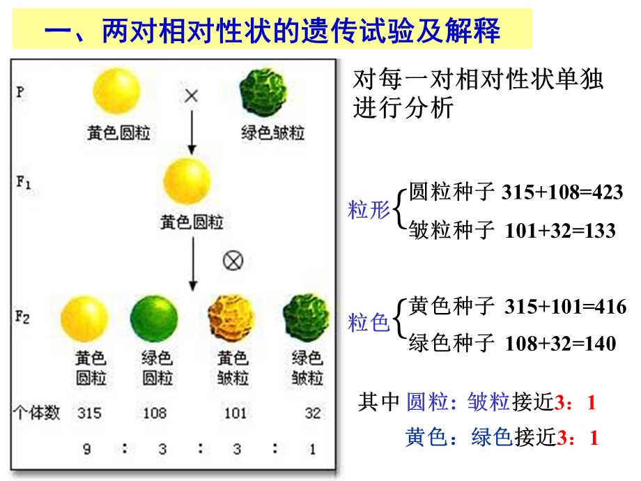 基因的自由组合定律复习课1.ppt_第2页