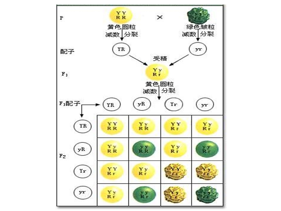 基因的自由组合定律复习课1.ppt_第3页