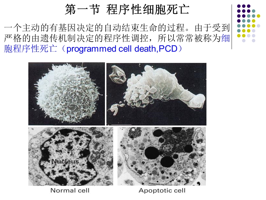 细胞程序性死亡与细胞衰老.ppt_第2页