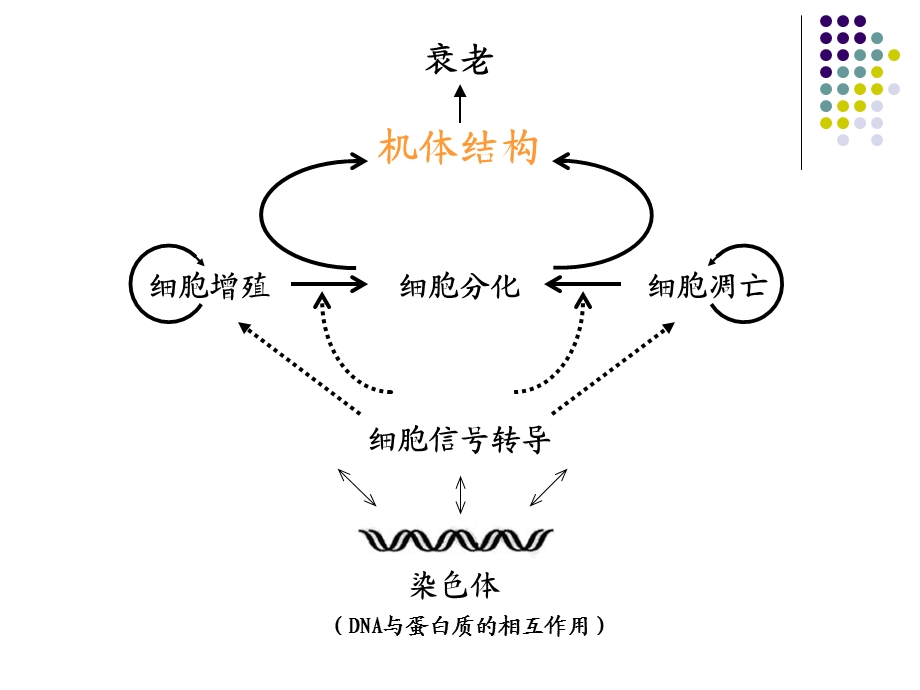 细胞程序性死亡与细胞衰老.ppt_第3页