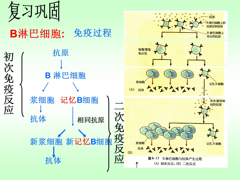 细胞识别与免疫.ppt_第2页