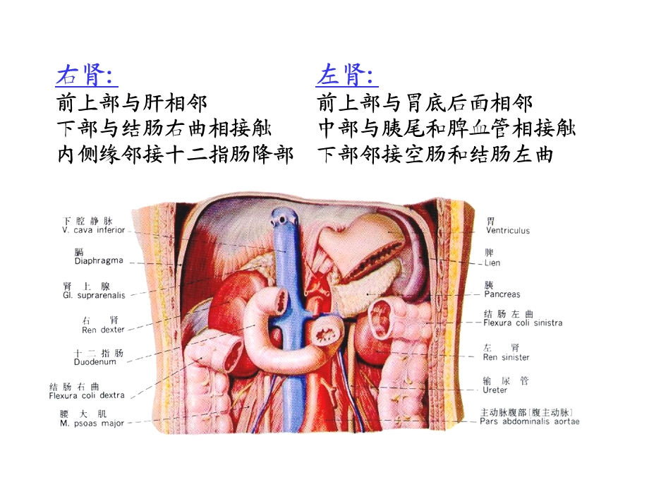 16腹膜后隙.ppt_第3页