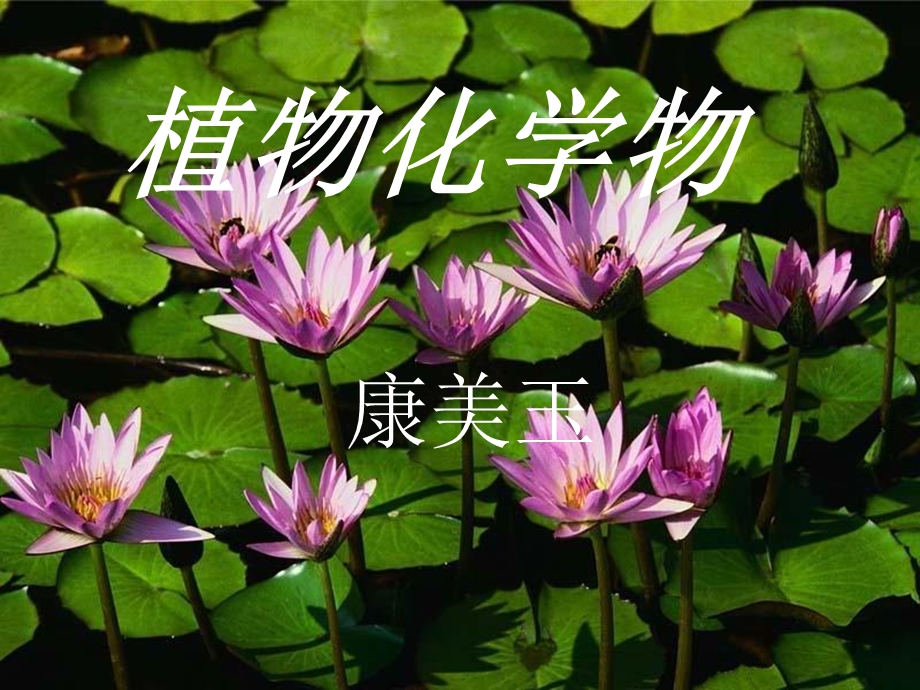 植物化学的介绍.ppt_第1页