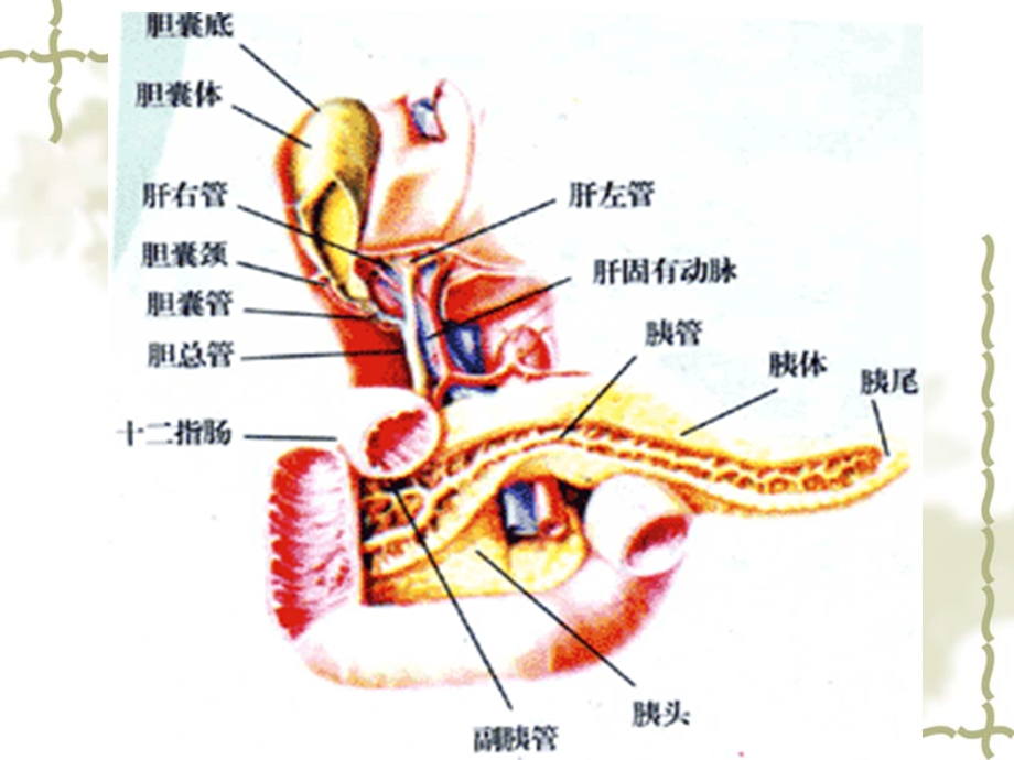 重症胰腺炎的治疗及护理.ppt_第3页