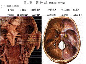 二节脑神经cranialnerves.ppt