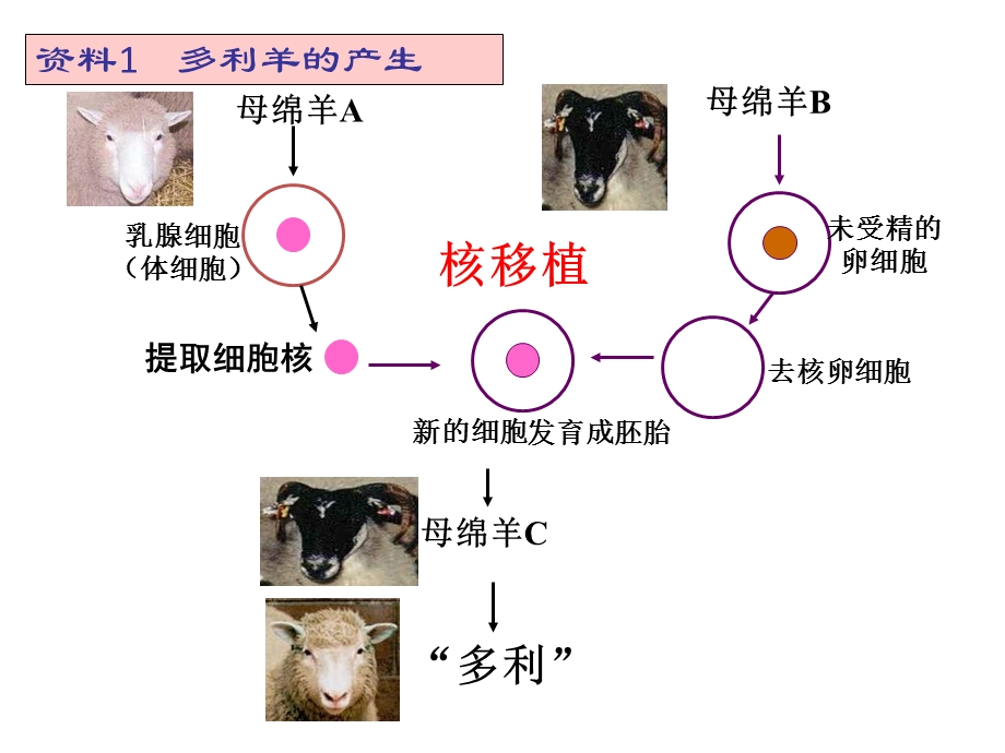 细胞核和原核细胞.ppt_第1页