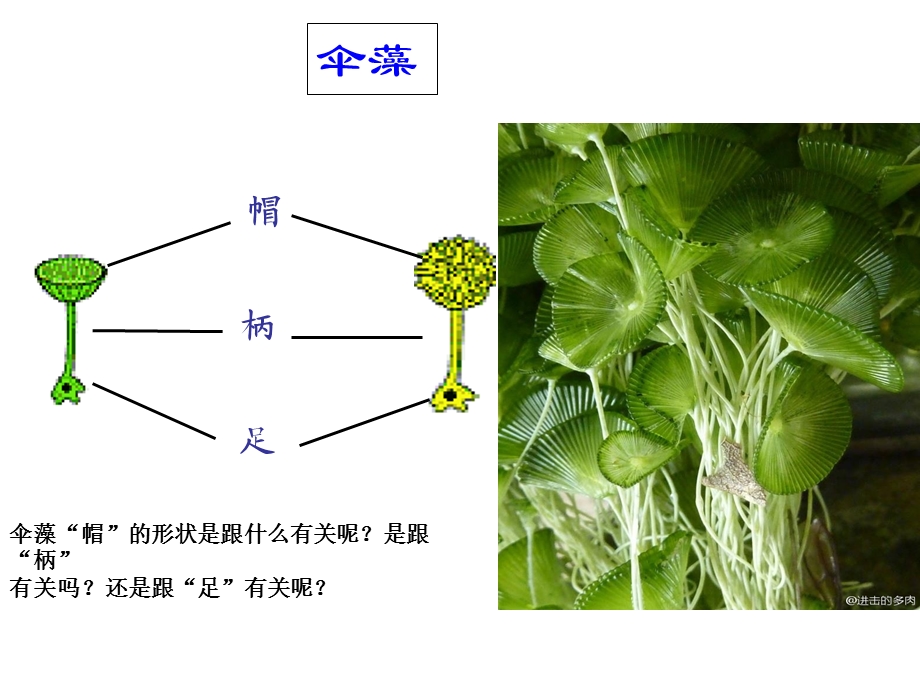 细胞核和原核细胞.ppt_第2页