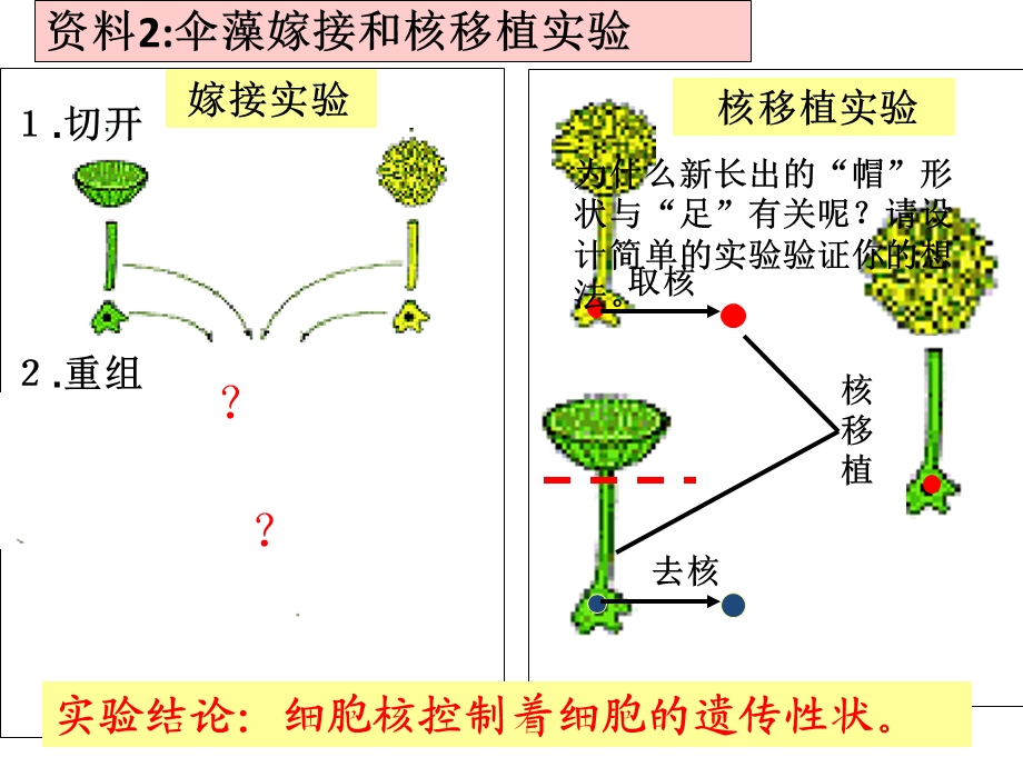 细胞核和原核细胞.ppt_第3页