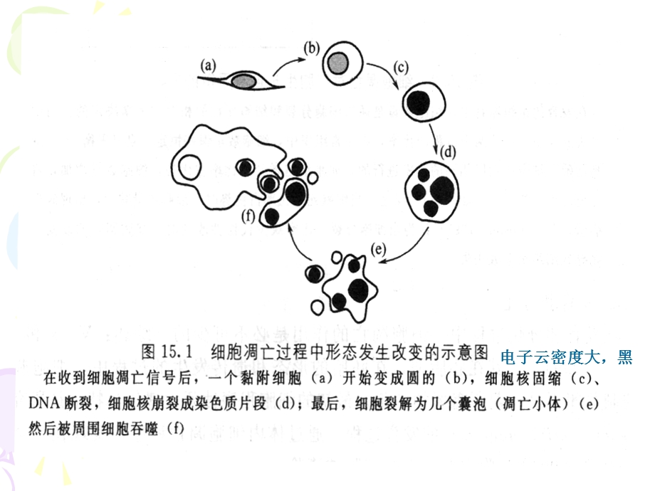 细胞凋亡信号通路详细资料与总结.ppt_第3页