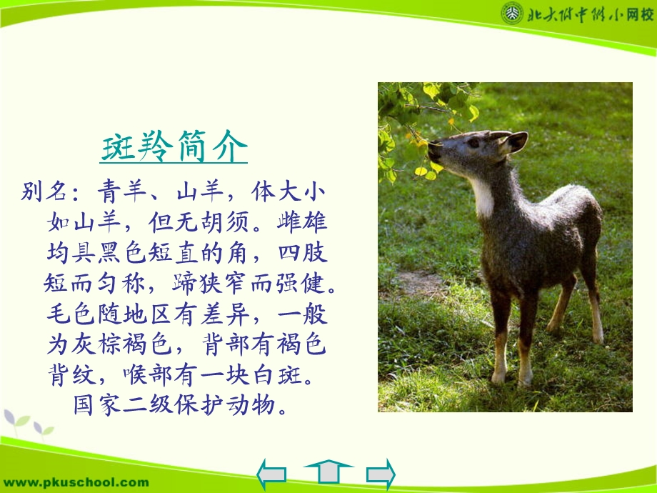 斑羚飞渡新人教.ppt_第2页