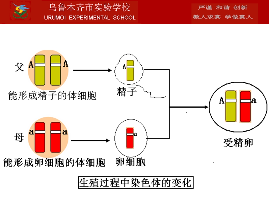 基因的显隐性1课时.ppt_第3页