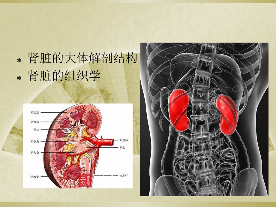 肾脏的解剖学和组织学.ppt_第2页