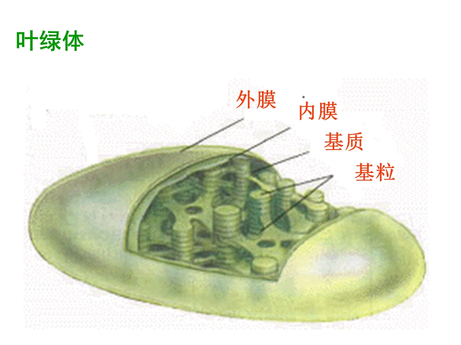 三节光合作用一捕获光能色素和结构.ppt_第2页