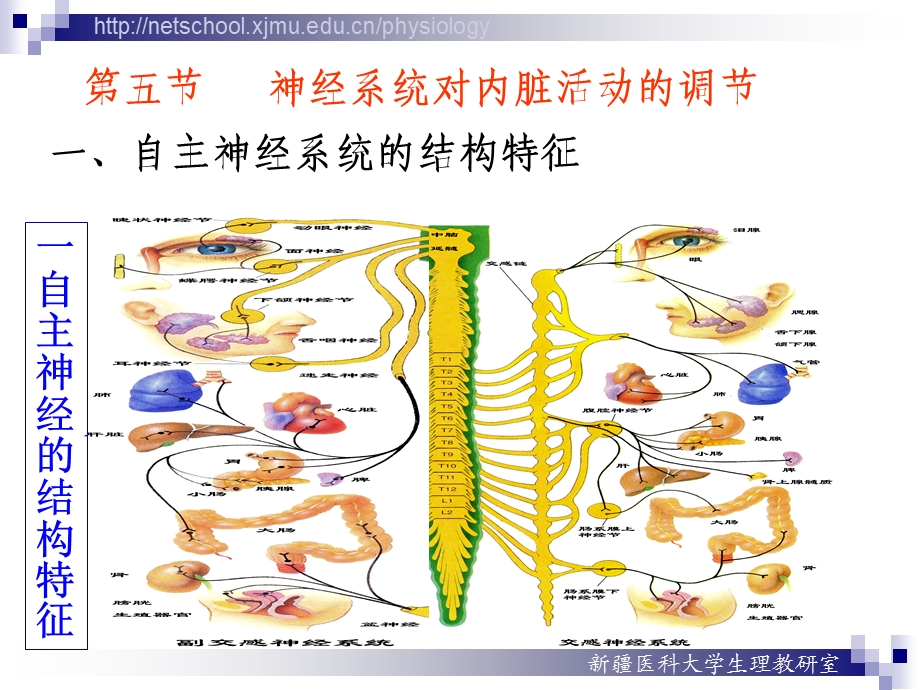 神经系统对内脏活动调节.ppt_第3页